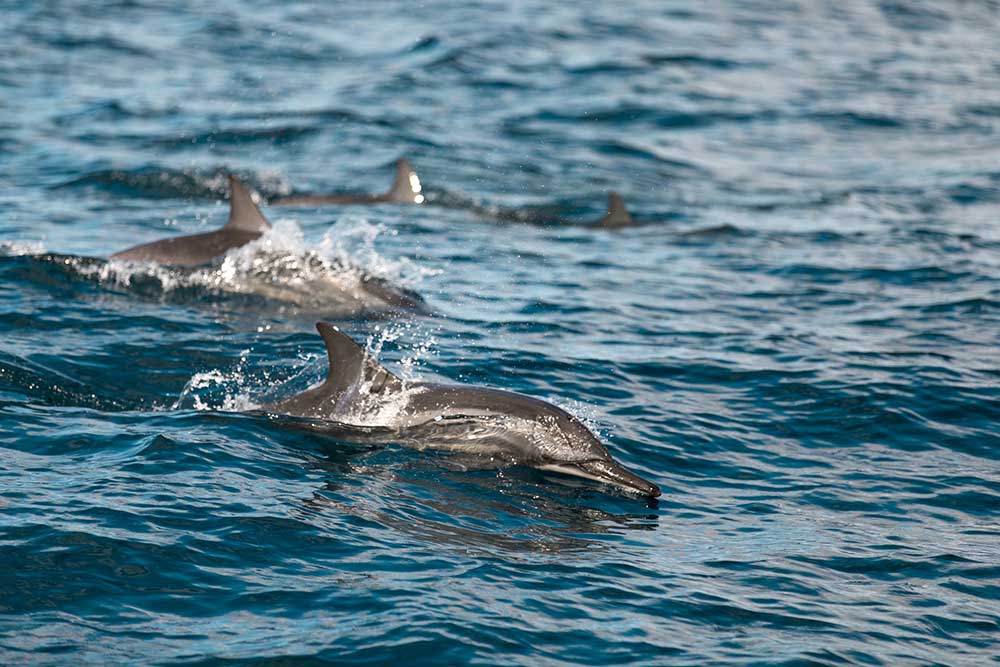 durante o dia, golfinhos em mar na Baía dos Golfinhos