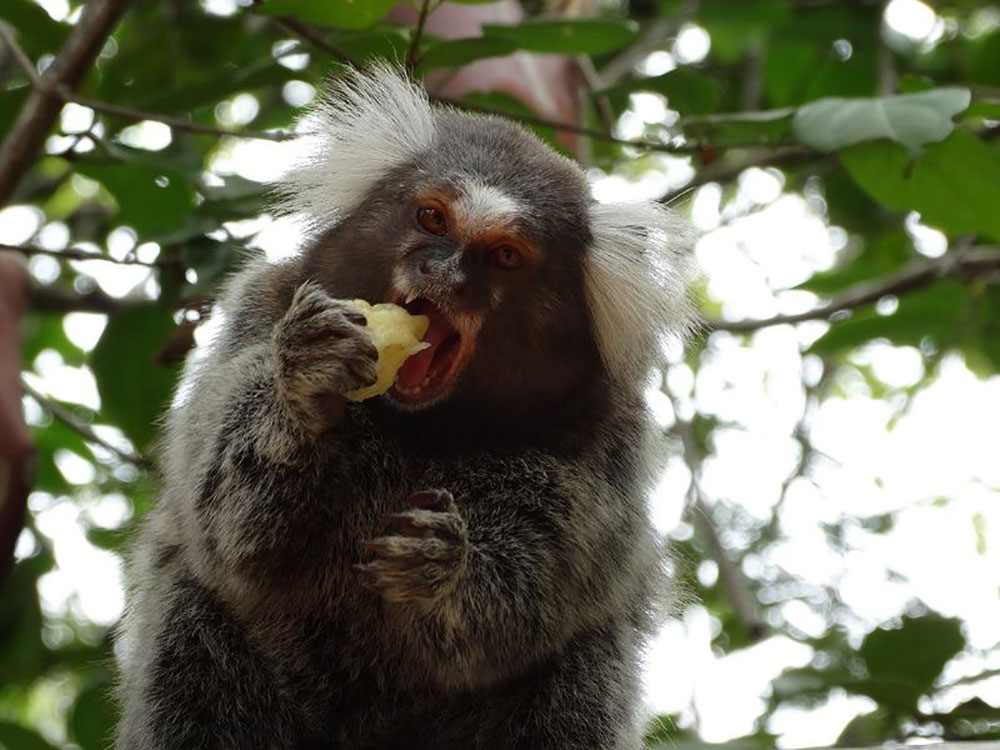 durante o dia, macaco come banana em cima de árvore em Santuário ecológico, uma das atrações em Pipa