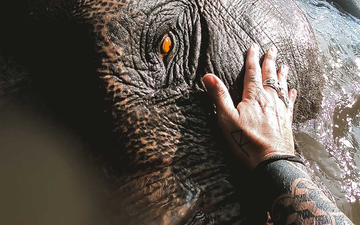 vagner alcantelado faz carinho em elefante em um santuário animal