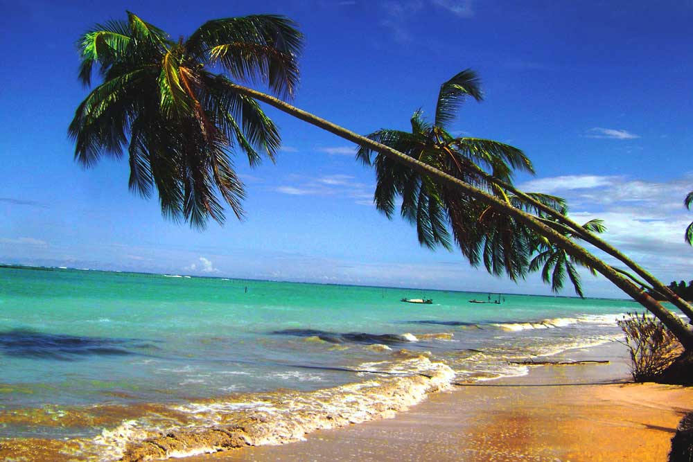 Coqueiros inclinados em direção ao mar em praia, durante o dia, em São Miguel dos Milagres um dos lugares para viajar a dois