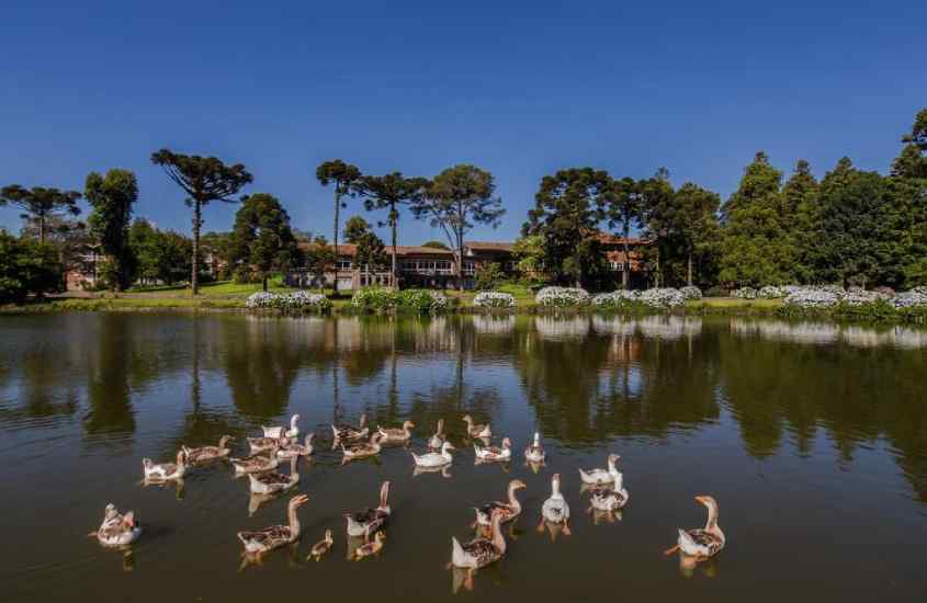 Em um dia de sol, área de lago de hotel com patos, árvores e plantas ao redor