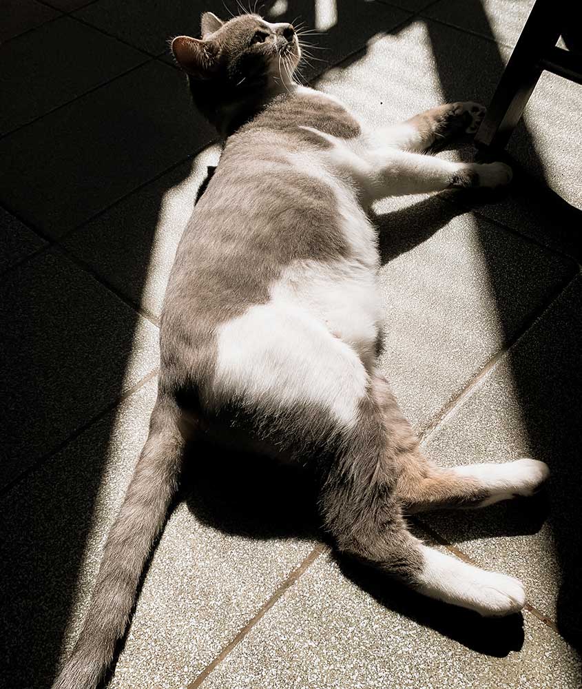 gato cinza e branco deitado no sol
