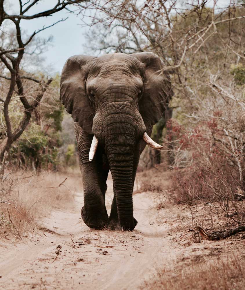 elefante em campo, uma das curiosidades da África do Sul é que ela tem alguns dos animais selvagens mais interessantes do mundo