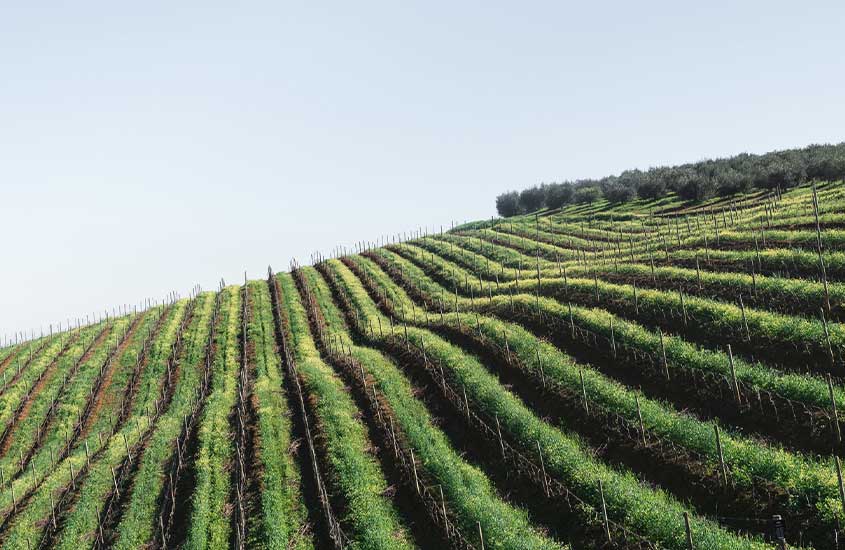 vinícola em Rota 62, uma das curiosidades da África do Sul é que ela abriga a rota do vinho mais longa do mundo