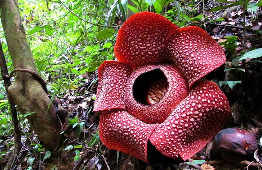 flor com cerca de 90 centímetros que é a maior do mundo e é conhecida como flor-cadáver