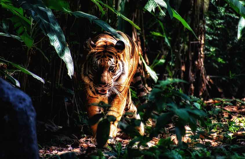 tigre em meio a floresta da Indonésia