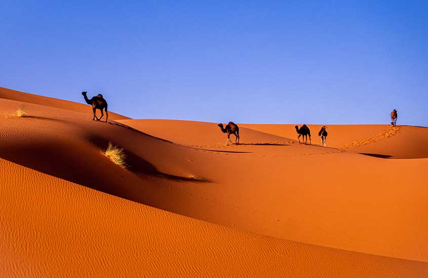 camelos caminhando em deserto do Saara, uma das curiosidades sobre o Marrocos é que o país abriga o maior deserto quente do mundo