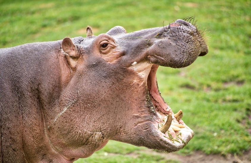 hipopótamo com a boca aberta em Parque iSimangaliso Wetland, um dos pontos turísticos da áfrica do sul