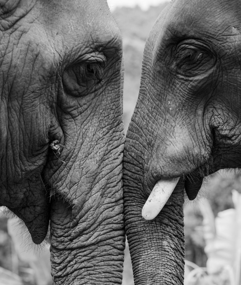 elefante encosta a tromba em outro elefante em Parque Addo Elephant na África do Sul
