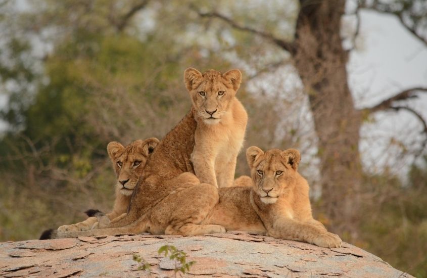 leoas em cima de rocha, durante o dia em Parque Nacional Kruger