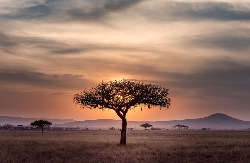 árvore durante pôr do sol na africa