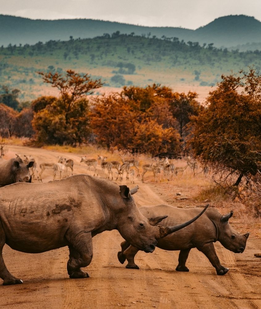 rinocerontes caminhando em Parque Nacional de Pilanesberg um dos pontos turísticos da áfrica do sul