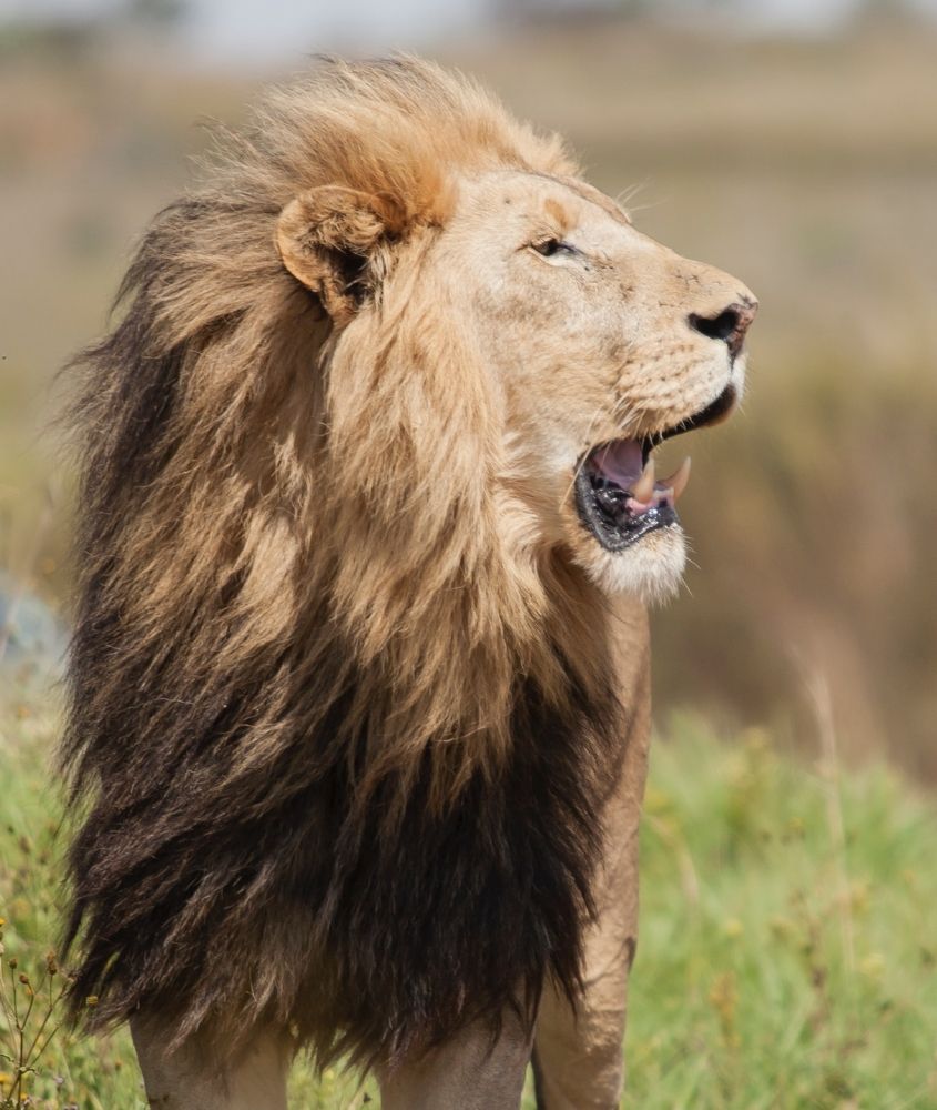 leão em parque nacional na áfrica do sul