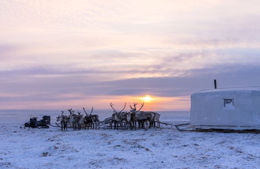 cervos em neve, durante o entardecer em yakutsk