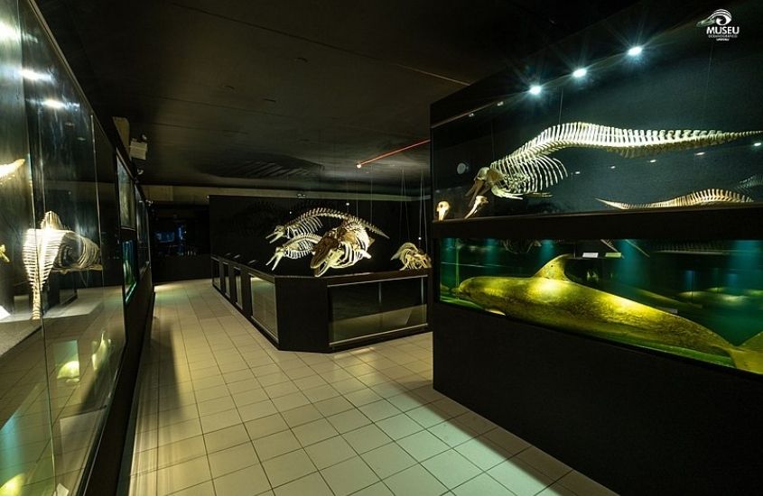 ossos de diversos animais expostos em museu em SC