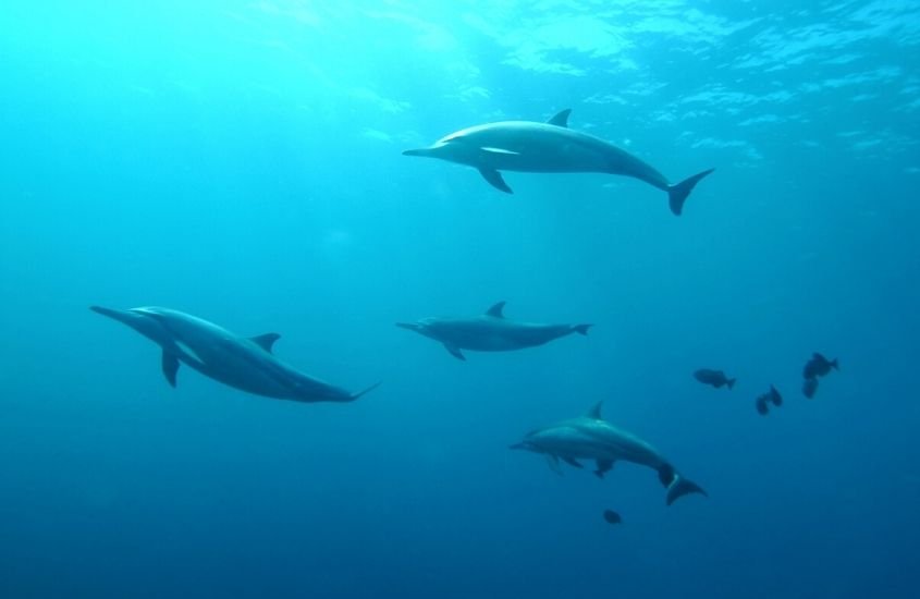 golfinhos no fundo do mar em Fernando de Noronha em passeio que custa 200 reais para quem quer saber quanto custa uma viagem para fernando de noronha