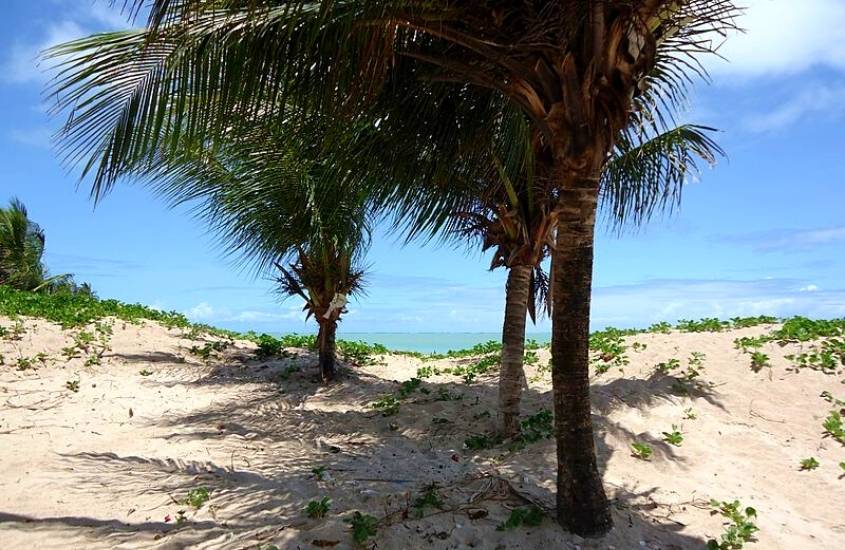 coqueiros em areia de praia durante dia ensolarado em Tambaú, um dos bairros para quem busca onde ficar em João Pessoa