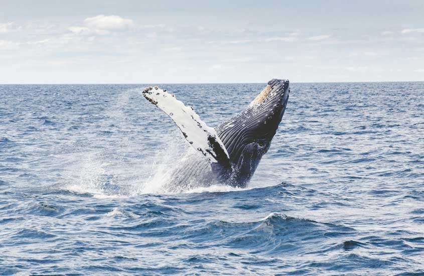 Em um dia de sol, baleia no mar