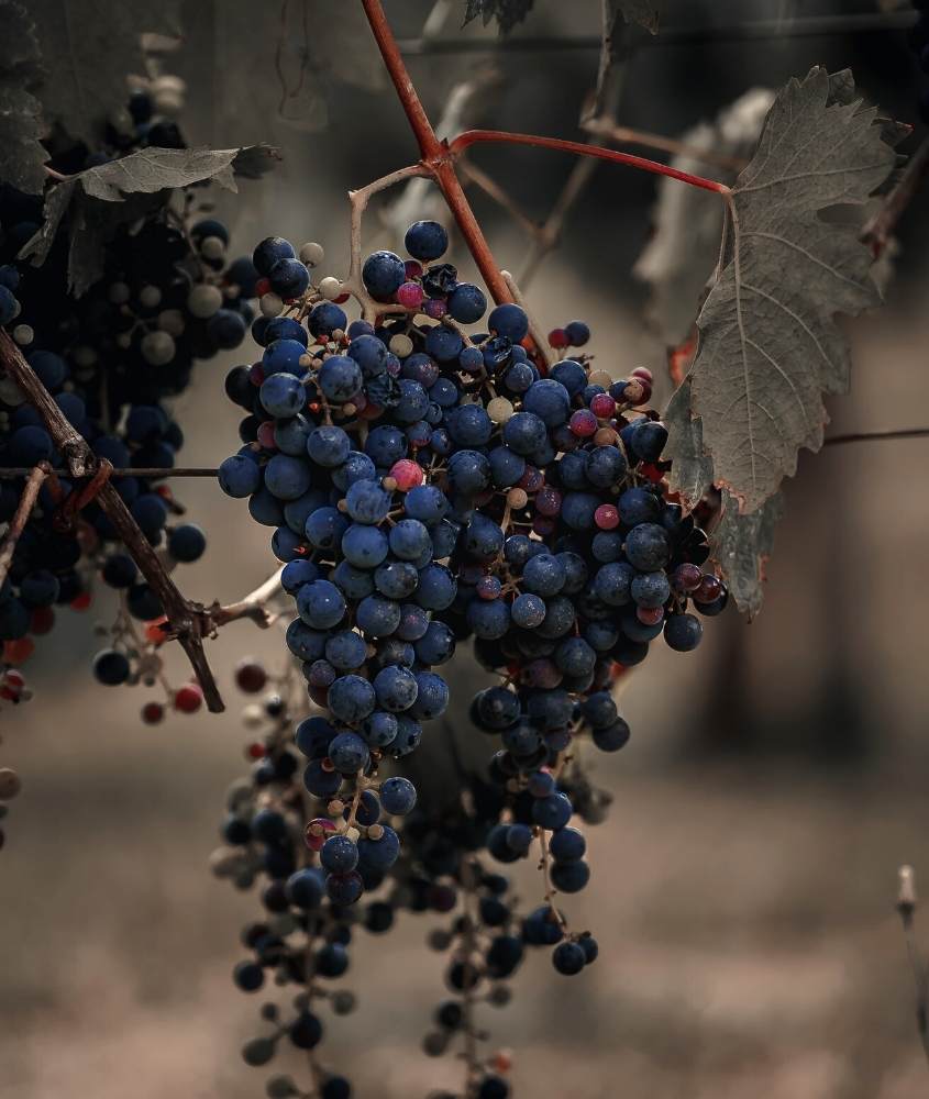 uvas roxas penduradas em árvores com folhas verdes em uma vinícola, um dos principais passeios em bento gonçalves