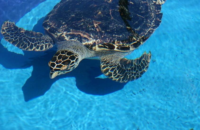 tartaruga marinha em água cristalina