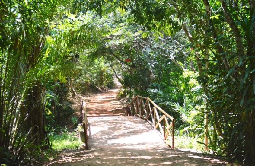 durante o dia, ponte de madeira cercada de árvores em Reserva Ecológica da Sapiranga, um dos atrativos em praia do forte ba