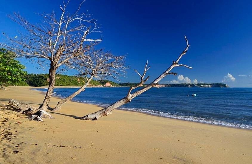 durante o dia, árvores secas em areia de praia do satu, uma das melhores praias da Bahia