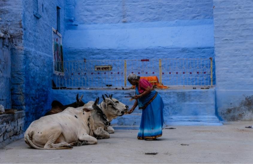 Mulher indiana alimenta vacas, animal sagrado de acordo com Curiosidades da Índia