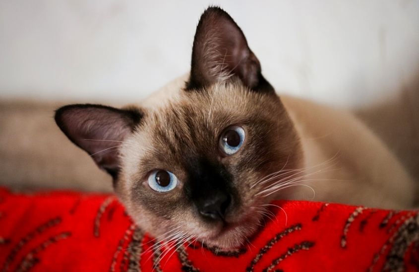 gato siamês com olhos azuis deitado em caminha vermelha