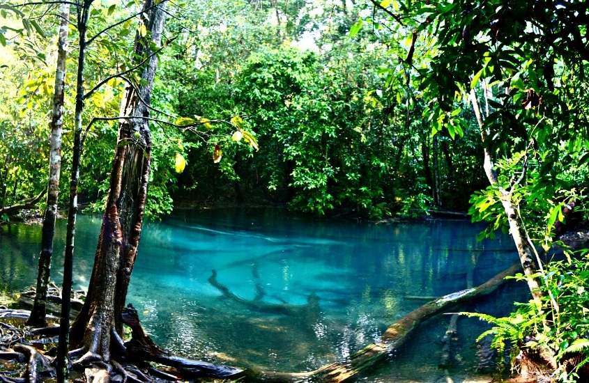 piscina natural de água esverdeada rodeada de árvores, durante o dia em krabi tailândia