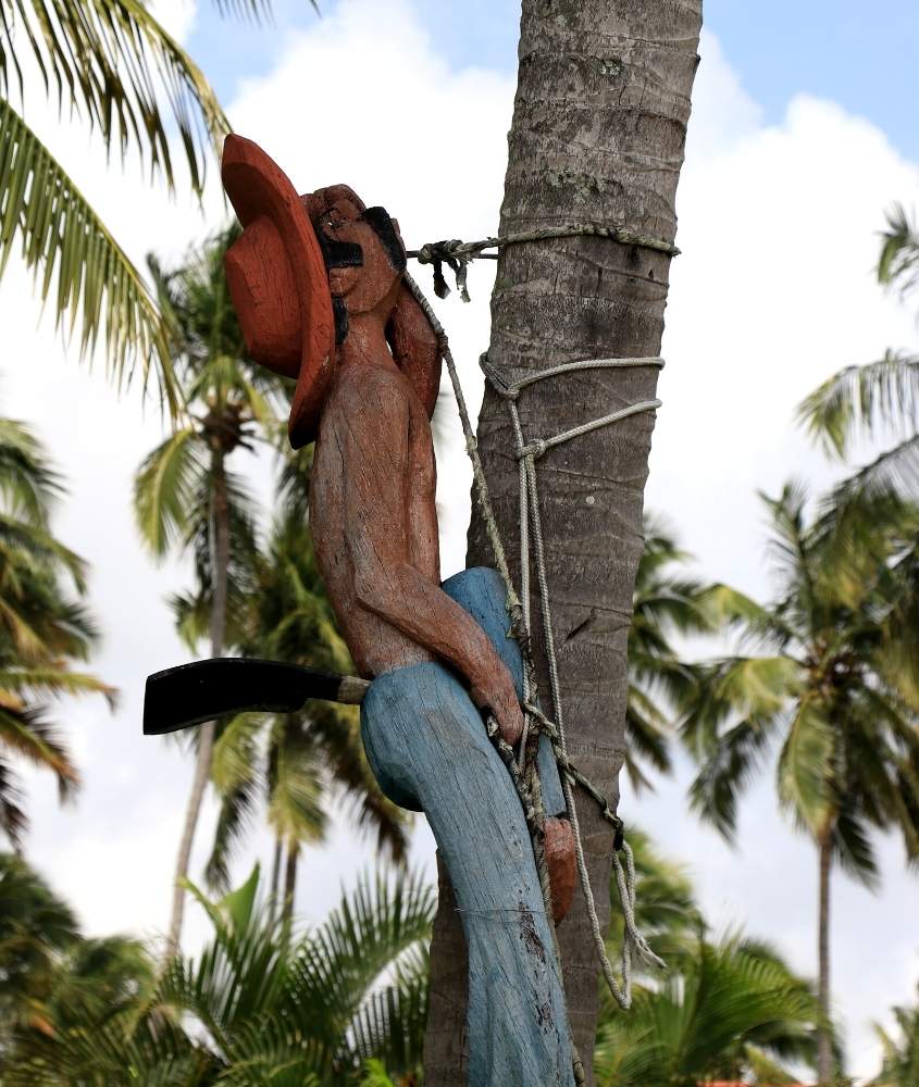 estátua de madeira de homem escalando, pendurada em árvore em praia dos carneiros, durante o dia