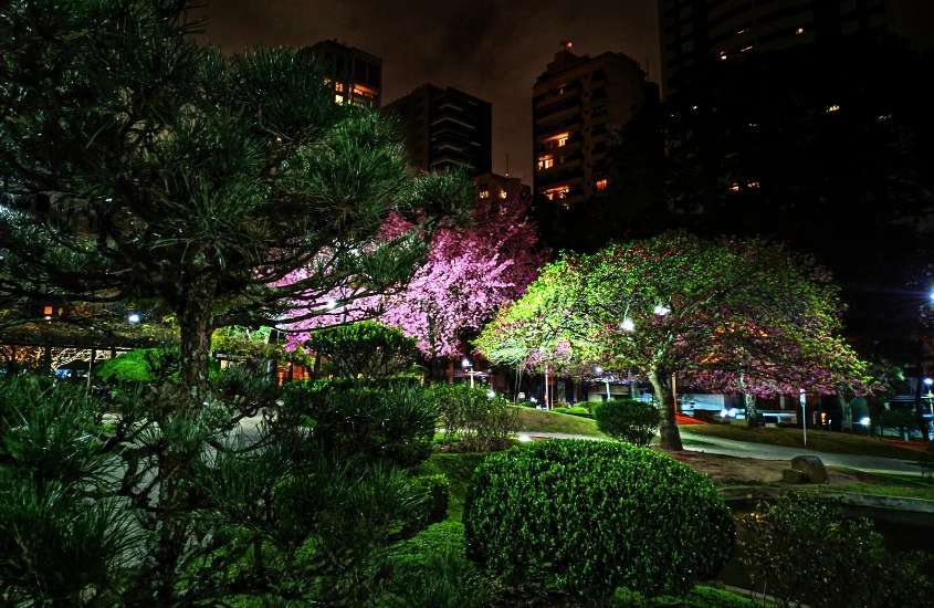 árvores em praça iluminada, durante a noite em curitiba