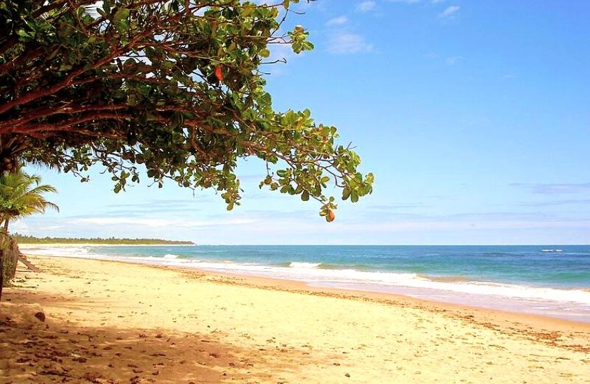 árvore em frente a areia e mar ao fundo em uma das praias em barra grande bahia, durante o dia
