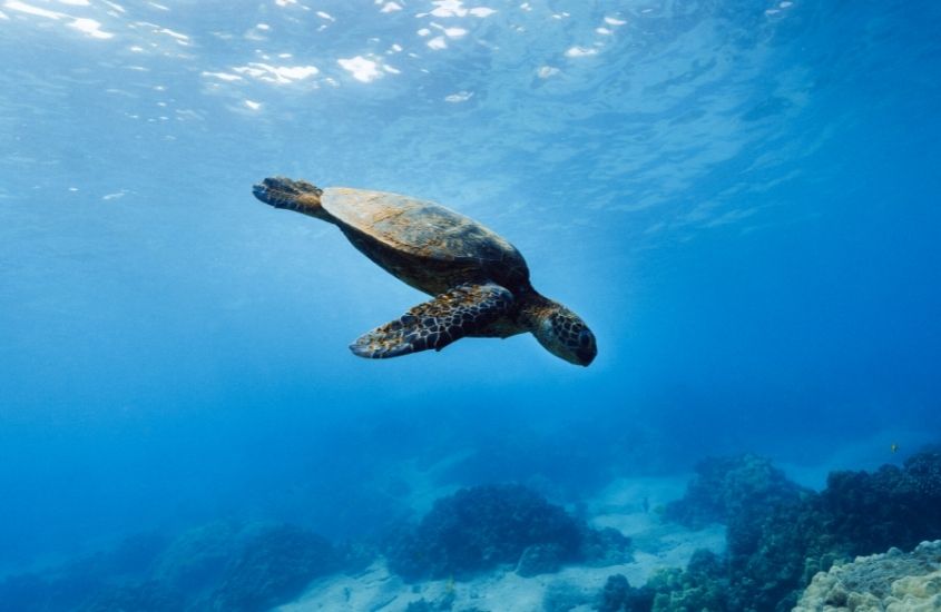 tartaruga no fundo do mar da ilha de phuket
