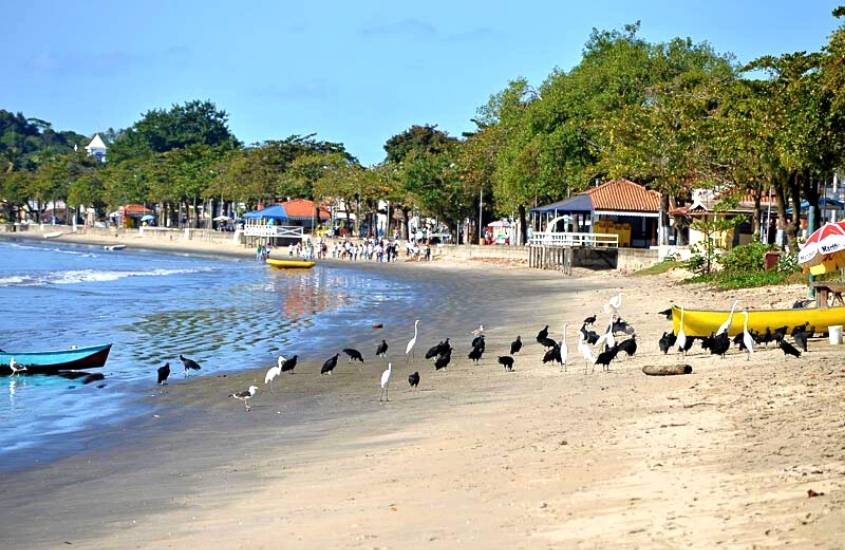 durante o dia, pássaros em areia em frente ao mar, durante o dia em centro de ubatuba, um lugar onde ficar em ubatuba