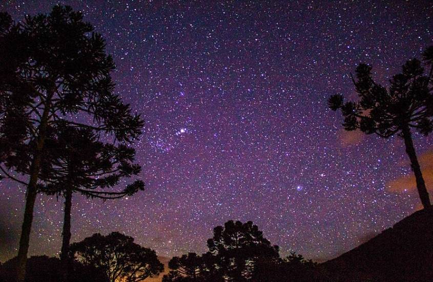 araucárias sob céu estrelado durante a noite em urubici