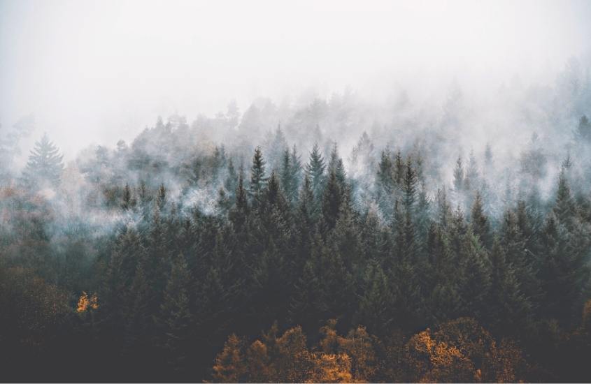 vista aérea de árvores cobertas por neblina, em floresta da alemanha