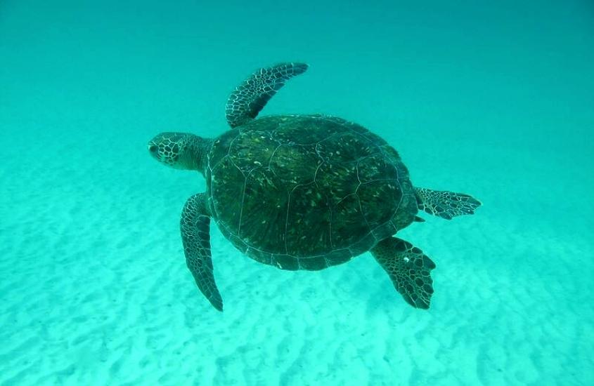 tartaruga nadando em tanque de oceanário de aracaju, atração para quem busca o que fazer em aracaju com chuva