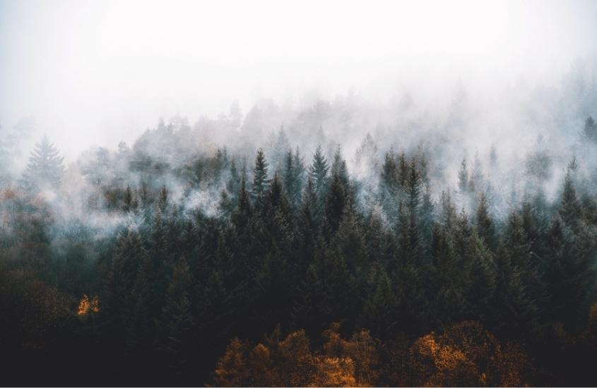 durante o dia, vista aérea de árvores em meio a neblina floresta negra, opção para quem busca o que fazer na alemanha no inverno