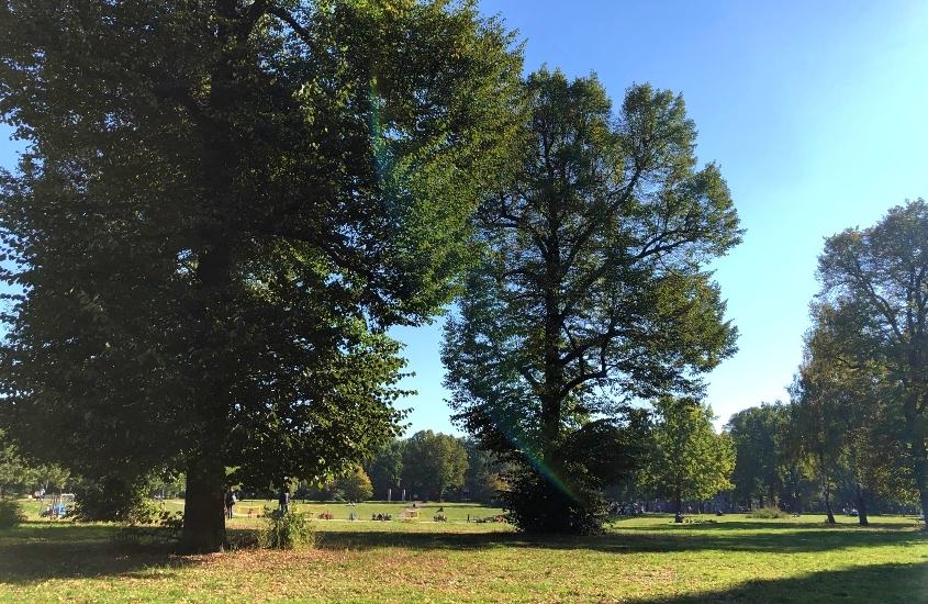 diversas árvores em área verde de parque, durante dia ensolarado