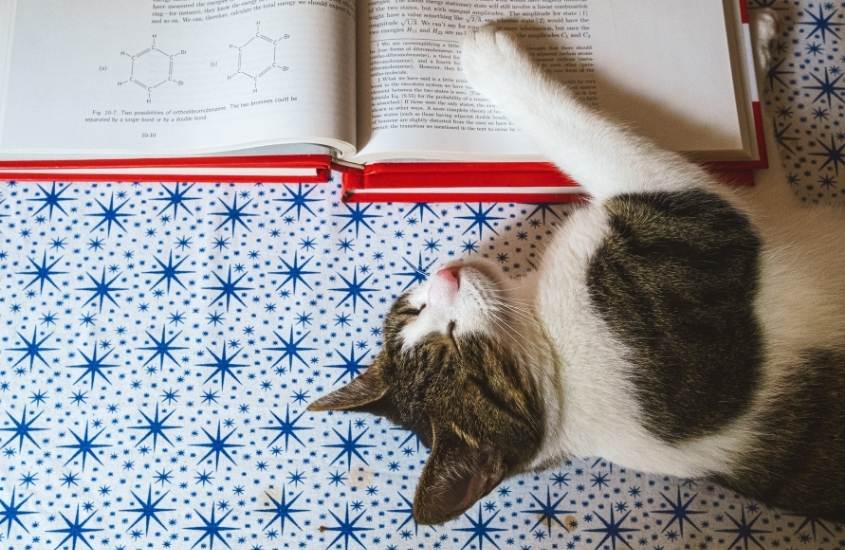 gato cinza e branco dormindo em cima de livro