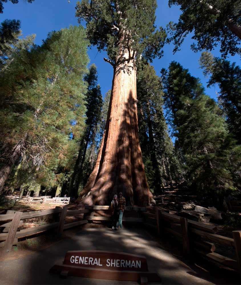 Em um dia de sol, Vagner Alcantelado Bárbara Rocha Alcantelado no Parque Nacional da Sequoia com árvores, cerva e placa ao redor