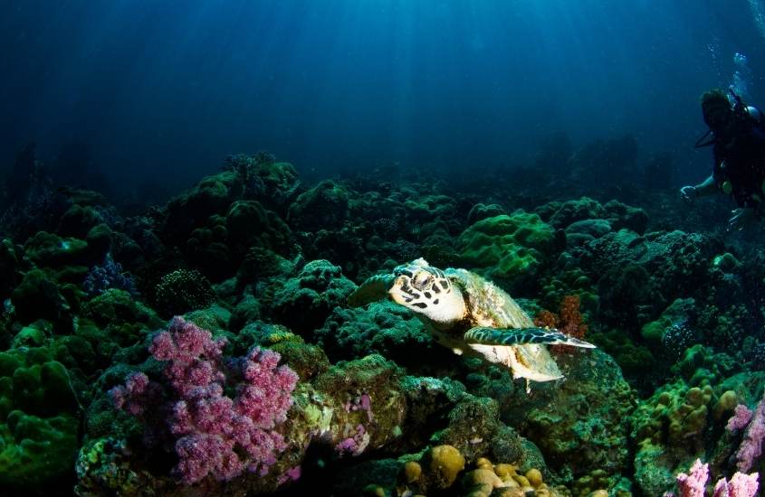 durante o dia, tartaruga nadando em mar de koh lipe, destino para um roteiro de viagem para tailândia