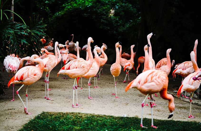 durante o dia, flamingos caminhando em zoológico de los angeles