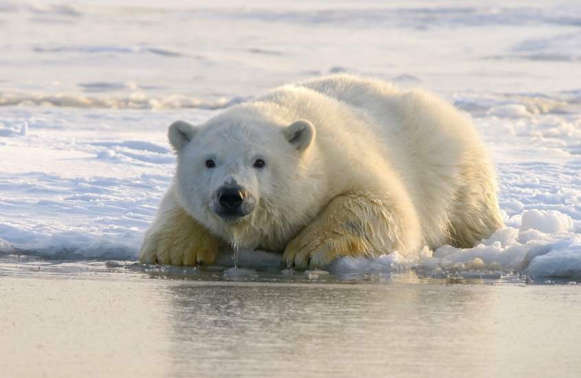 durante o dia, urso polar deitado de barriga para baixo no chão olhando para frente