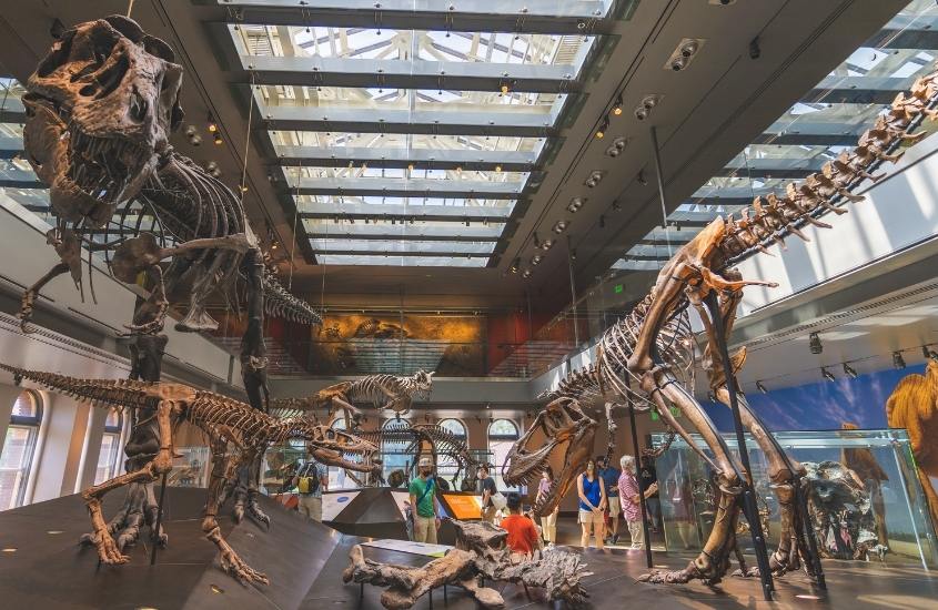 pessoas observando fósseis de dinossauros em um dos museus de los angeles