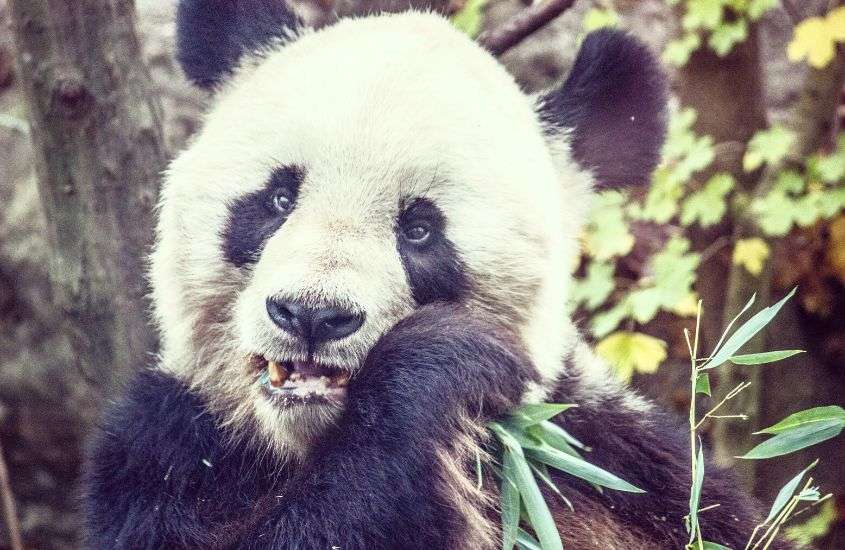 durante o dia, panda come planta em zoológico, um dos melhores pontos turísticos de viena