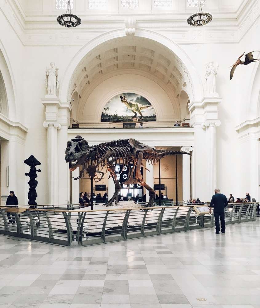 pessoas caminhando em frente a esqueleto de tiranossauro rex em exposição em um dos museus de chicago