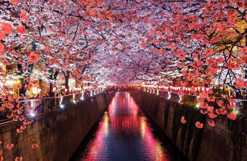 durante a noite, cerejeiras rosas e luzes rosas ao redor de lago