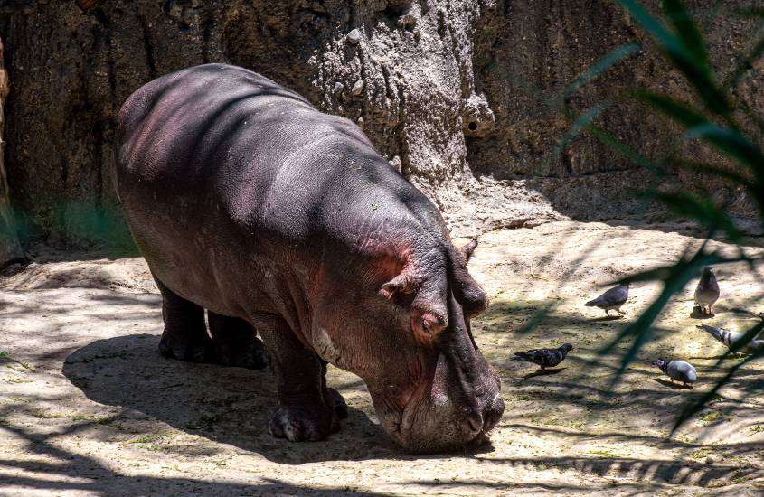 durante o dia, hipopótamo pegando sol, ao lado de pombos