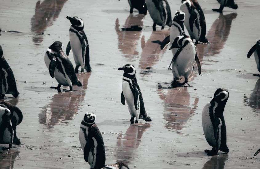 durante o dia, diversos pinguins caminhando em areia de Punta Tombo, um ponto turístico da Argentina